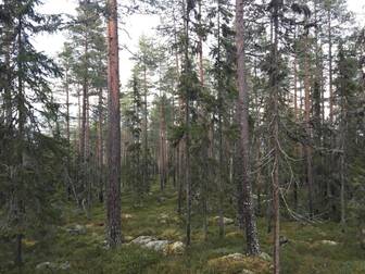 Malung-Sälen Bu 11:13