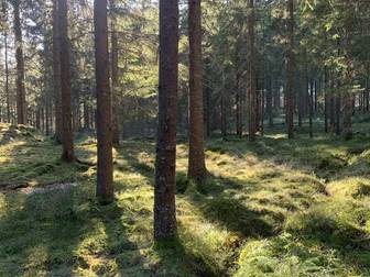 Asklanda Romnefall 1