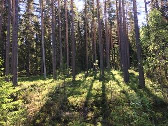 Västra Tandö 13:1, del av