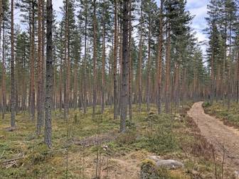 Skogsskifte i Edsbyn