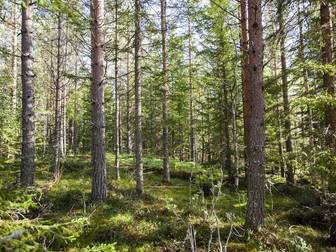 HÄRNÖSAND BRUNNE 4:4