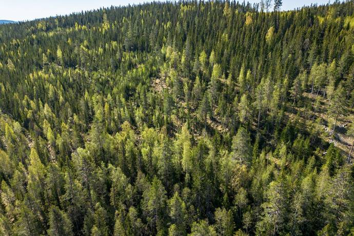 gård med skogsbruk på SUNDSVALL BODACKE 1:81 Liden, Sundsvalls kommun - bild 4