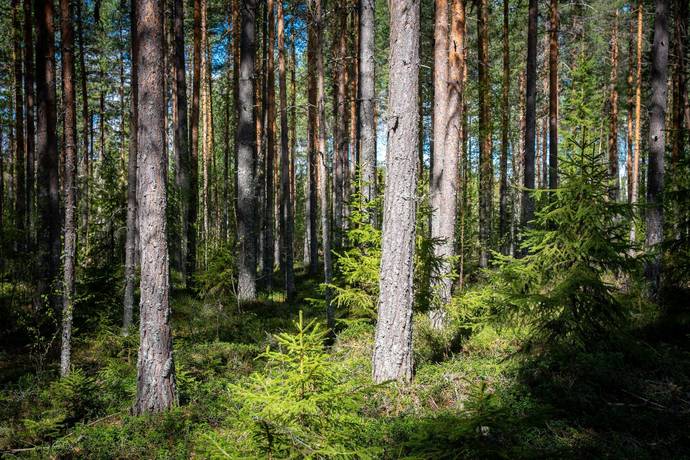Gård/skog på Edsmon 151 Sollefteå kommun - bild 32