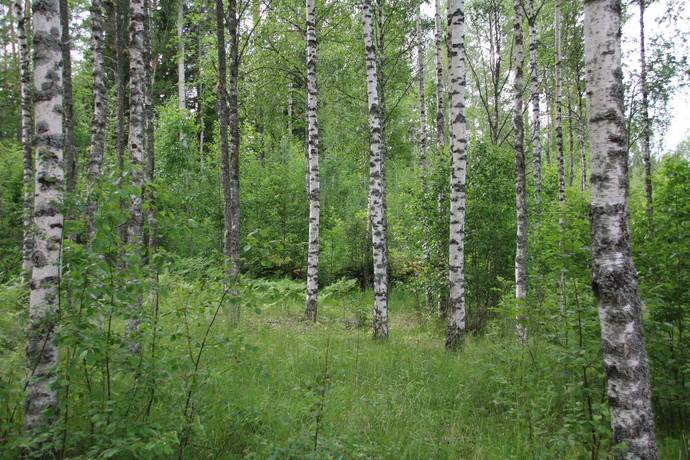 5 rum gård/skog på Långmyravägen 5 Segersta, Bollnäs kommun - bild 4