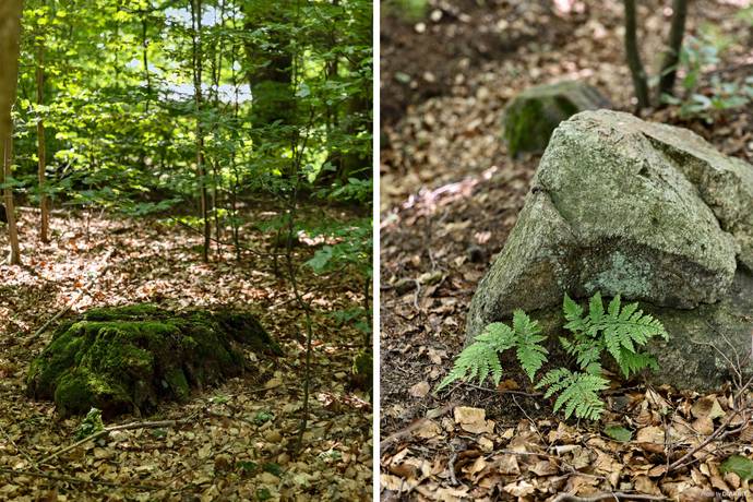 tomt på Lindliden 6 Örkelljunga, Örkelljunga kommun - bild 3