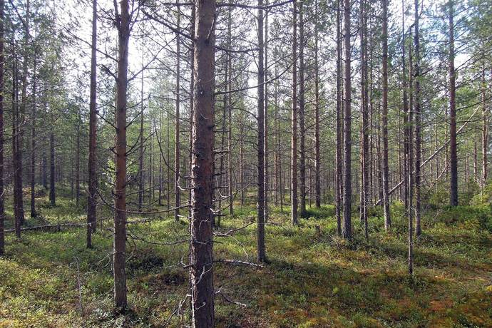 Gård/skog på Gällivare Skröven 14:1 Norrbotten Gällivare kommun - bild 7