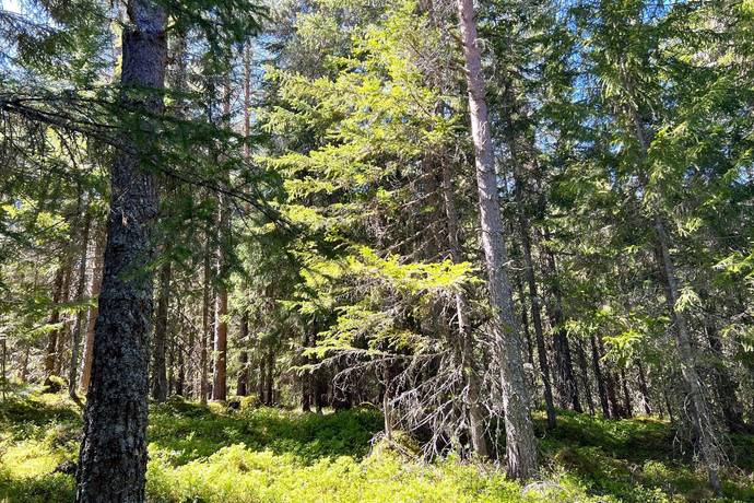 gård/skog på Östra Storbyn 80:1 Våmhus, Mora kommun - bild 3