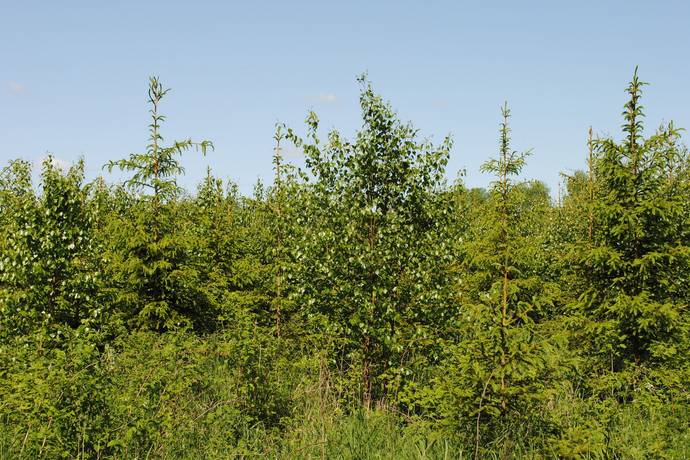 Gård med skogsbruk på Skärsjö 168 och 170 Skärsjö Heby kommun - bild 69
