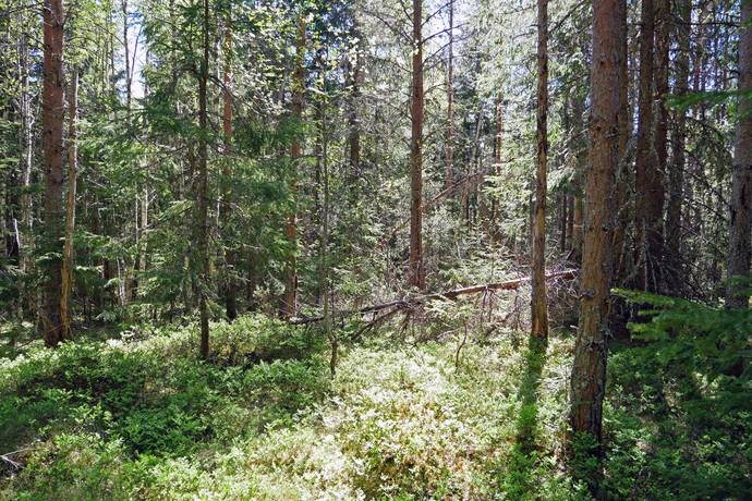 Gård med skogsbruk på Aspberget  Torsby kommun - bild 8