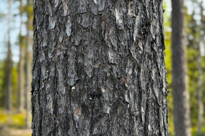 gård/skog på Krokom Laxviken 1:72 Föllinge, Krokoms kommun - bild 4