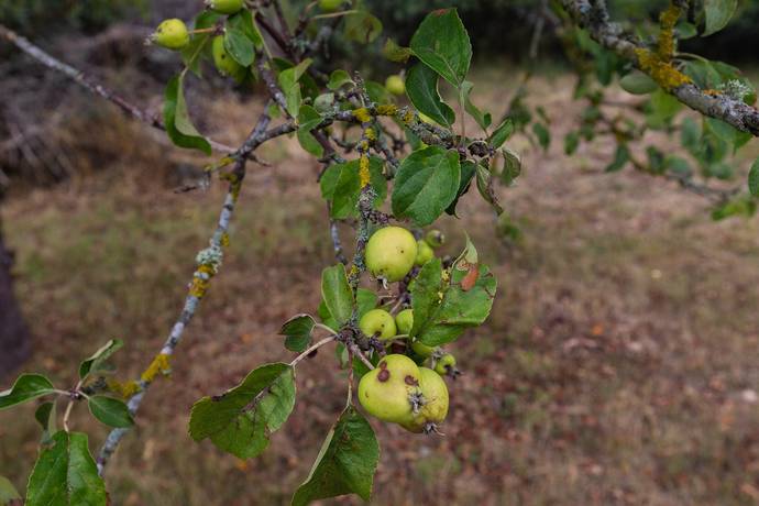 3 rum Fritidshus på Mellanhorvagatan 6 Kolstad Borgholms kommun - bild 18