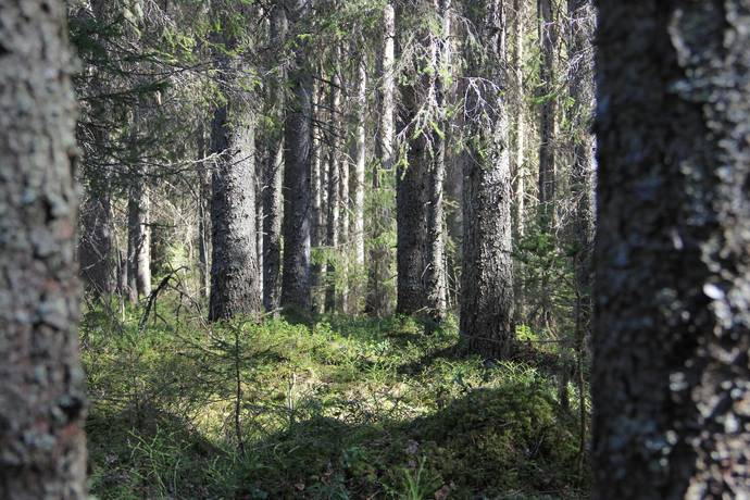 Gård/skog på Ale Ale Luleå kommun - bild 13