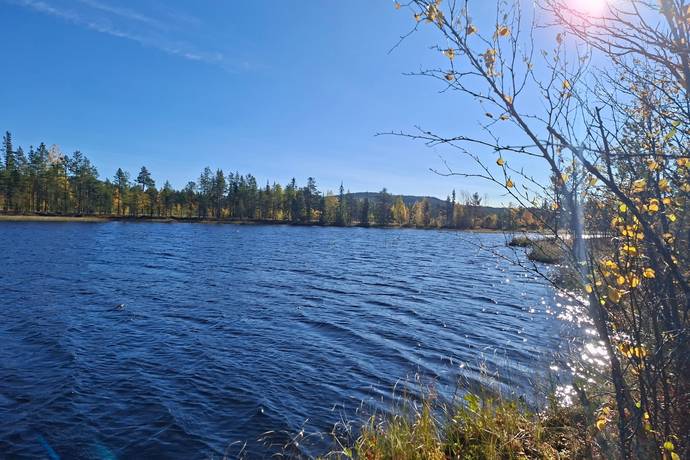 ARVIDSJAUR TALLSUND 1:2, Lomträsk, Arvidsjaurs kommun