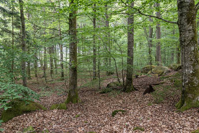 Tomt på Tormestorp Tormestorp Hässleholms kommun - bild 4