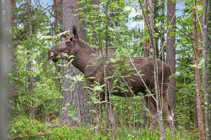 3 rum Villa på Glåpenvägen 46 Surahammar Surahammars kommun - bild 17