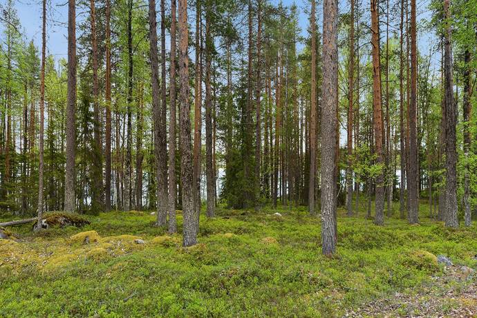 Tomt på Arvidsträsk 1:28 Arvidsträsk Älvsbyns kommun - bild 4