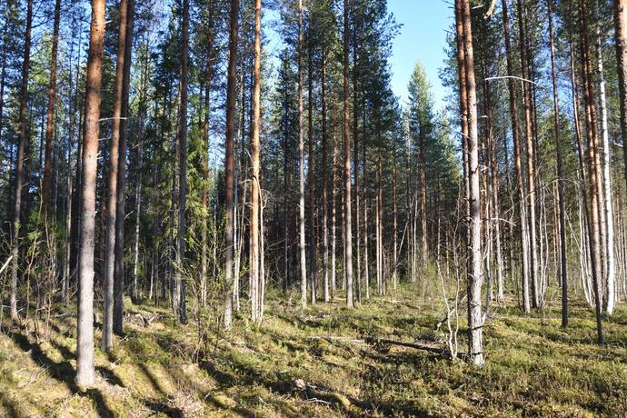 gård med skogsbruk på Mindre skogsfastighet intill Piteälven Långnäs, Piteå kommun - bild 5