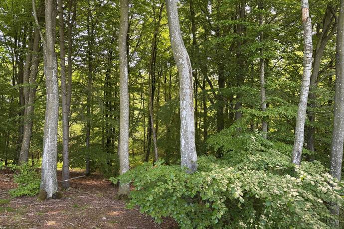Gård/skog på Bösarp 1:21, 1:24 och 1:38 Kristianstads kommun - bild 5