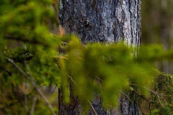 Gård/skog på Gargnäs 1:5 Sorsele Sorsele kommun - bild 16