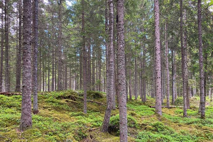 Gård med jordbruk på Dannäs Jonsbo 4 Dannäs ca 4 km från sjön Bolmen Värnamo kommun - bild 39