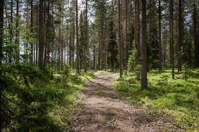 Gagsmark, Skellefteå kommun