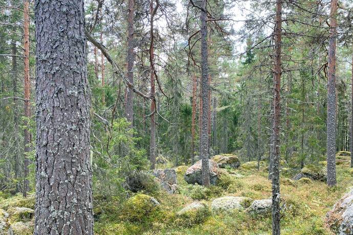Skog med jakt i viltvårdsområde, Östbo, Söderhamns kommun