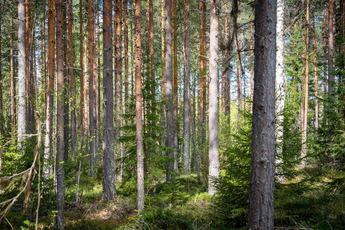 Gård/skog på Edsmon 151 Sollefteå kommun - bild 29