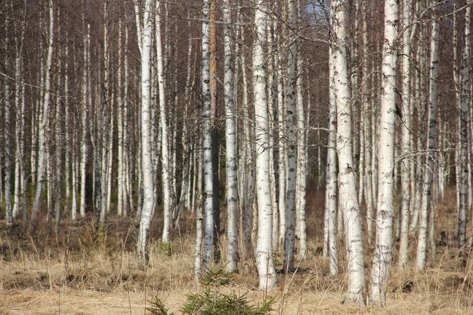 Gård/skog på Lillpite Piteå kommun - bild 10