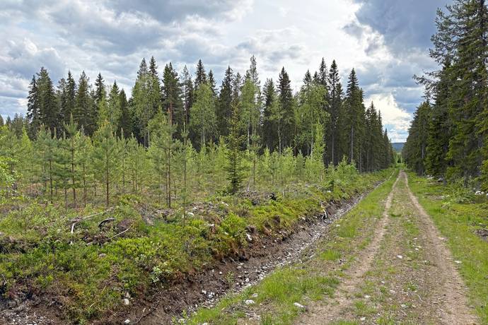 gård/skog på Hjuksnoret Vindeln, Vindelns kommun - bild 3