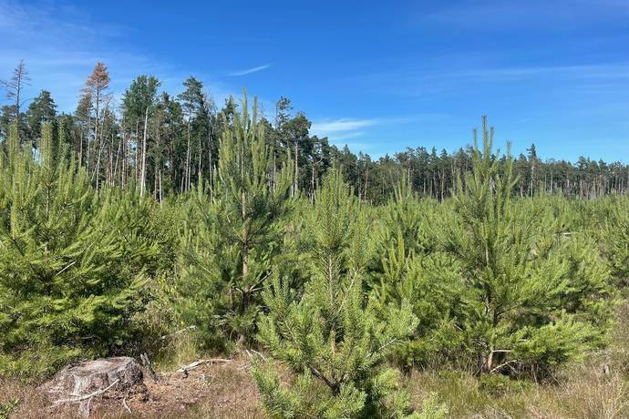 gård med skogsbruk på Björke Harkvie Romakloster, Gotlands kommun - bild 3