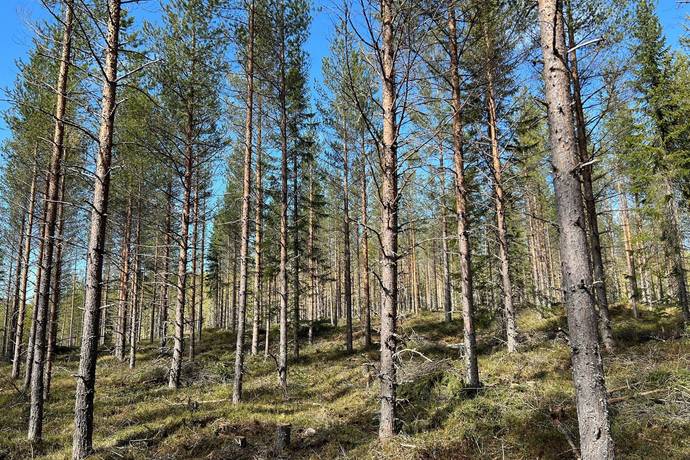 Gård/skog på Torrvål 13:5 Orsa kommun - bild 5