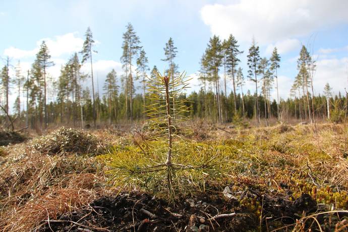Gård/skog på Lillpite Piteå kommun - bild 2