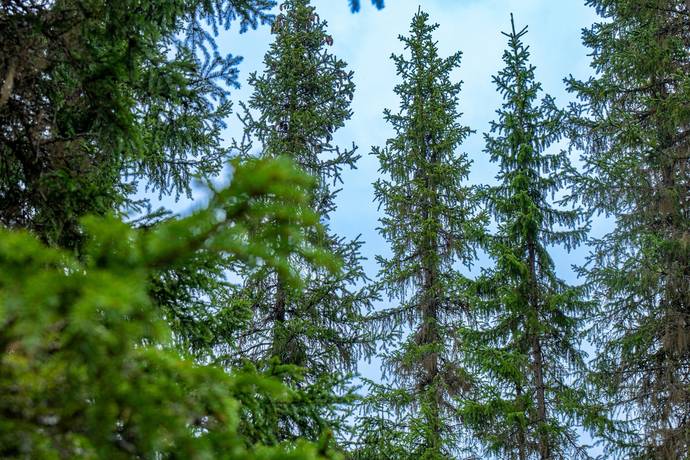 gård/skog på Kallsta Lit, Östersunds kommun - bild 3
