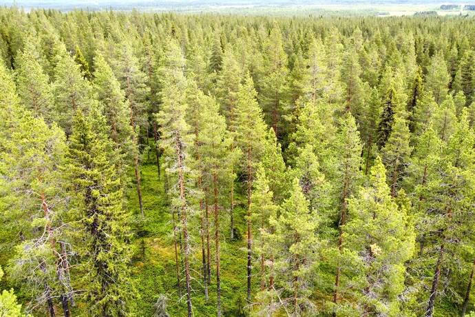 gård/skog på Holmen 2 Glommersträsk, Arvidsjaurs kommun - bild 1