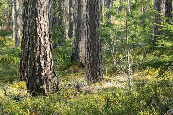 Gård med skogsbruk på Skärsjö 168 och 170 Skärsjö Heby kommun - bild 18