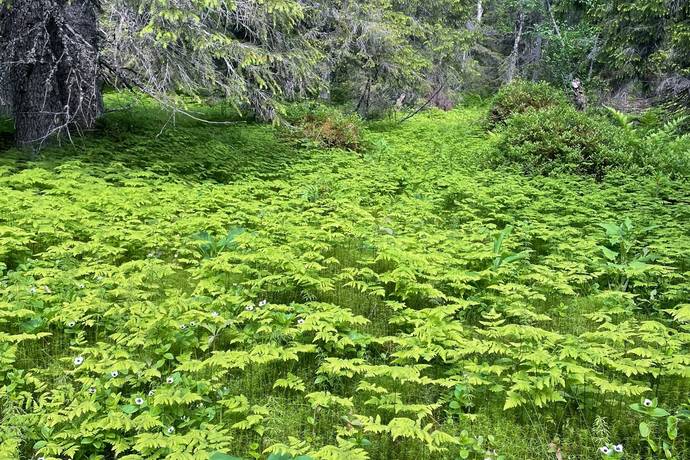 gård med skogsbruk på Lillberg Lillberg, Lycksele kommun - bild 2