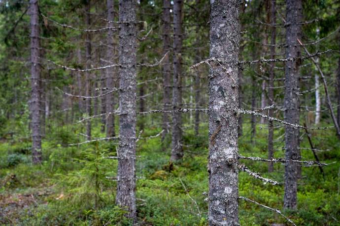 Gård med skogsbruk på Sollefteå Moflo 5:28 Moflo Sollefteå kommun - bild 19
