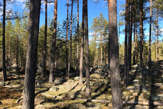 gård med skogsbruk på Ovanmejdan Björbo, Gagnefs kommun - bild 1