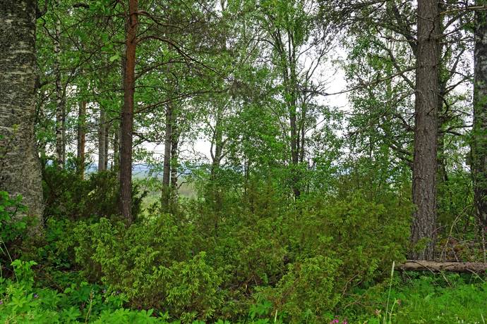 Gård med jordbruk på Remmen Nypåls 119 Remmen Härjedalens kommun - bild 51