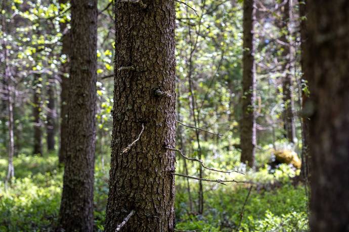 Gård med skogsbruk på Sollefteå Moflo 5:28 Moflo Sollefteå kommun - bild 23