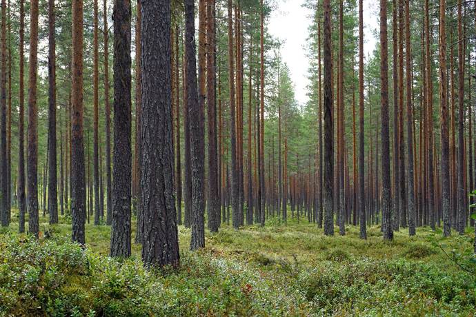 Stor-Snösen, Sveg, Härjedalens kommun