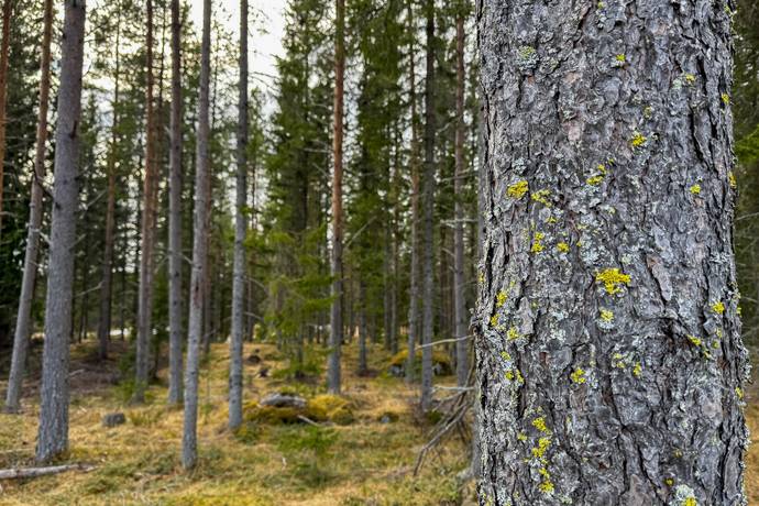 Gård/skog på Åre Rörön 1:2, 2:2 samt 2:3 Åre kommun - bild 27