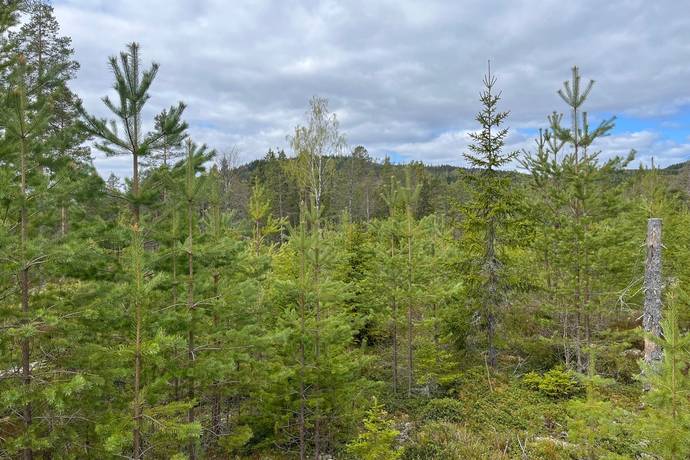 Gård med skogsbruk på Leksand Ytteråkerö 21:21 Björberget Leksands kommun - bild 17