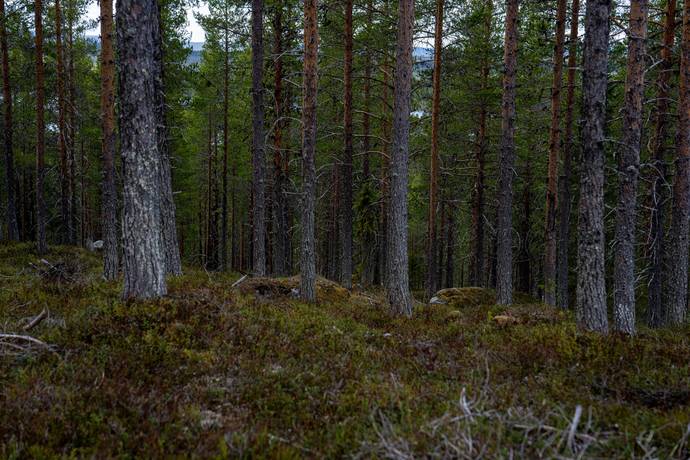 Gård/skog på Gargnäs 1:5 Sorsele Sorsele kommun - bild 6