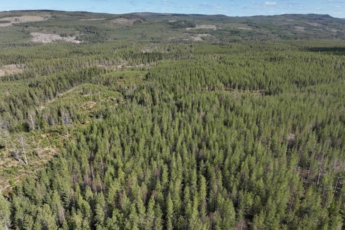Gård/skog på Torrvål 13:5 Orsa kommun - bild 16