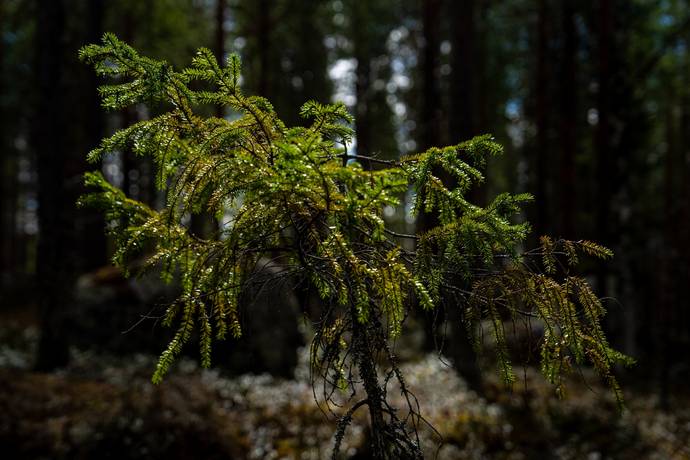 Gård/skog på Gargnäs 1:5 Sorsele Sorsele kommun - bild 17