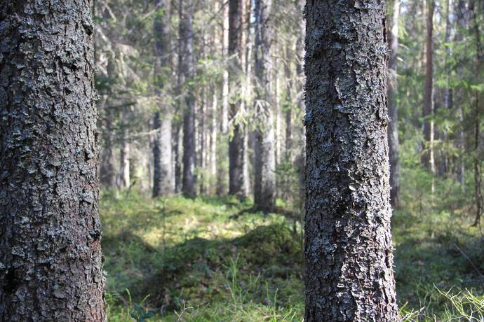 Gård/skog på Ale Ale Luleå kommun - bild 26