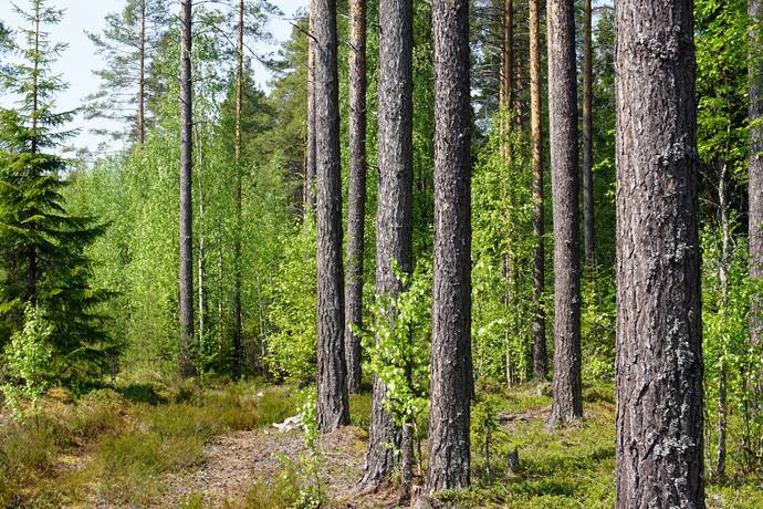 Korskrogen, Ljusdals kommun