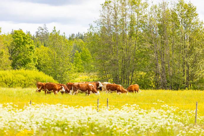 9 rum Gård utan jordbruk på Flatvik 610  Flatvik Karlstads kommun - bild 32