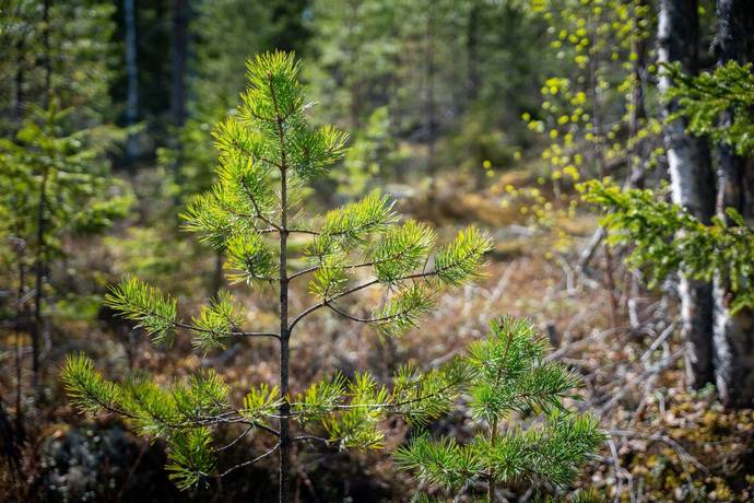 gård med skogsbruk på SUNDSVALL BODACKE 1:81 Liden, Sundsvalls kommun - bild 5
